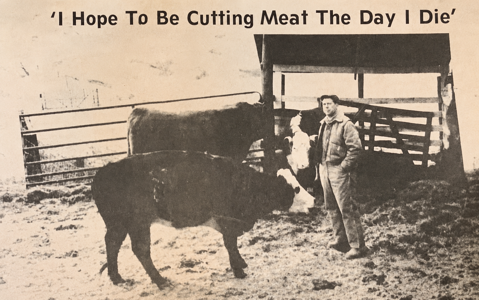 Newspaper clipping of Joe Leadmon standing with his cattle in a snowy lot, under the headline: I hope to be cutting meat the day I die.
